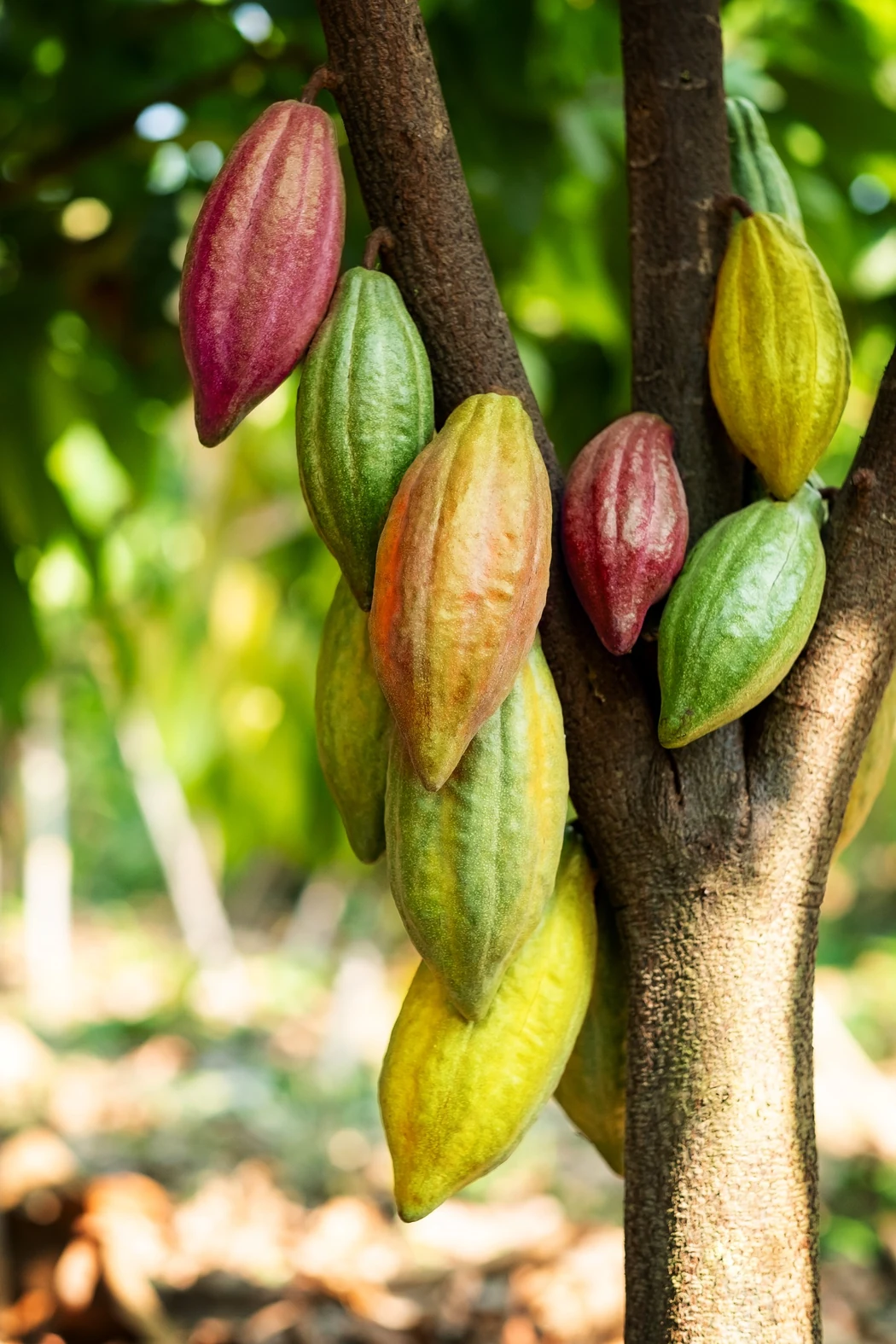 Cocoa pods in green, yellow, orange and red growing on a tree.